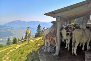 Wanderung Stans - Stanserhorn