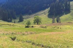 Wanderung Habkern - Grüenebergpass - Eriz