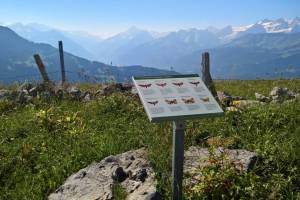 Schmetterlingspfad Lungern