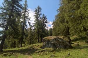 Lärchenwald Col du Tronc