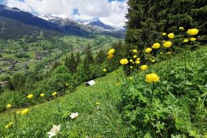 Grindelwald Pfingstegg