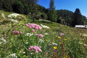 Wanderung Miex - Lac de Taney