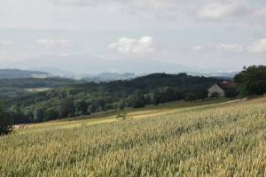 Chemin des blés